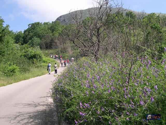 percorso con rovi di vicia.JPG